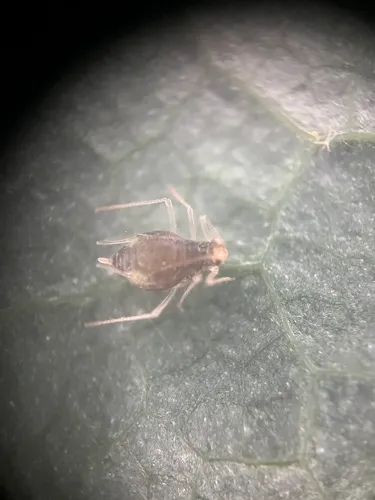 Sweet-after-death Aphid