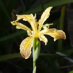 Siskiyou iris thumbnail 1