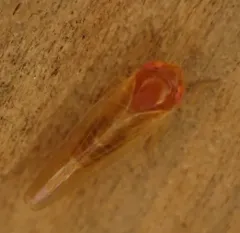 Colladonus aureolus thumbnail 2