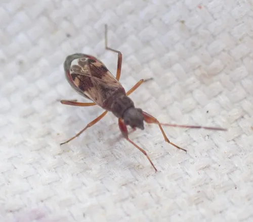 Ligyrocoris sylvestris