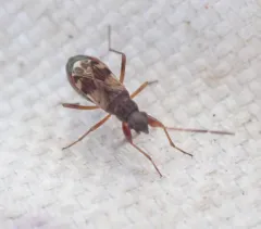 Ligyrocoris sylvestris thumbnail 1