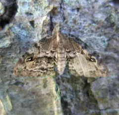 Gold-lined Melanomma Moth thumbnail 2
