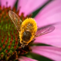 Bombylius comanche thumbnail 2