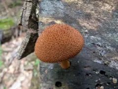 powder-scale pholiota thumbnail 3