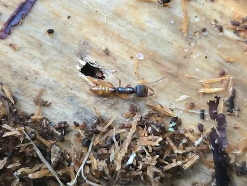 Western Dracula Ant