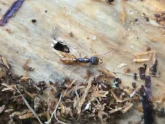 Western Dracula Ant thumbnail 1