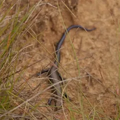 Prairie Skink thumbnail 1