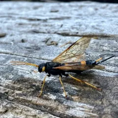 Yellow-horned Horntail thumbnail 2