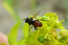 Besseria brevipennis thumbnail 2