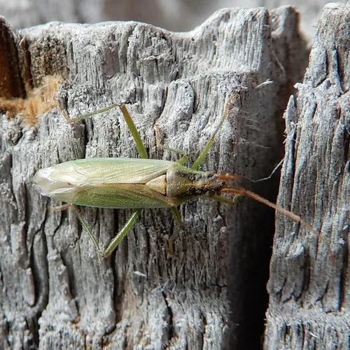 Stenodema pilosipes