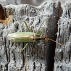 Stenodema pilosipes thumbnail 1