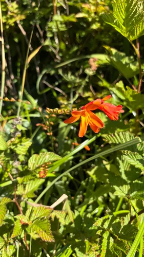 Zigzag Montbretia