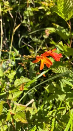 Zigzag Montbretia thumbnail 1