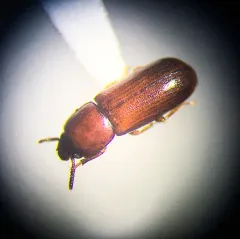 Overlooked Darkling Beetle thumbnail 3