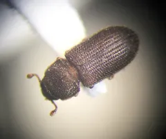Synchita fuliginosa thumbnail 4