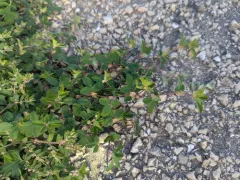 Korean bushclover thumbnail 1