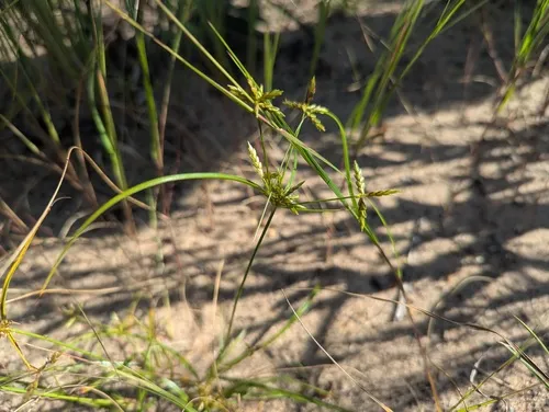 Mohlenbrock's umbrella sedge
