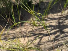 Mohlenbrock's umbrella sedge thumbnail 1