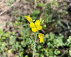 rapeseed thumbnail 2