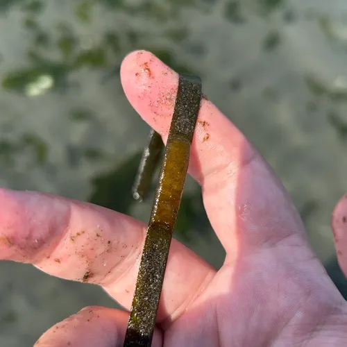 Taylor's Seahare