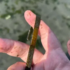 Taylor's Seahare thumbnail 1