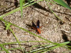 Ageniella coronata thumbnail 2