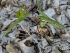 whitemouth dayflower thumbnail 1
