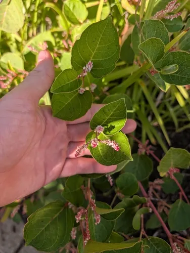 Dwarf Knotweed