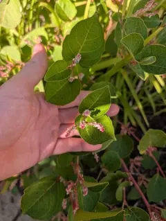 Dwarf Knotweed thumbnail 1
