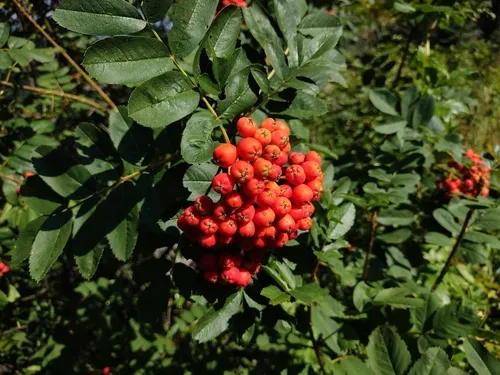 California Mountain Ash