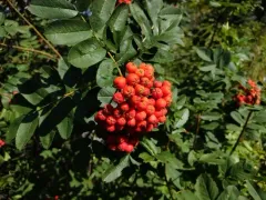 California Mountain Ash thumbnail 1