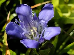 Klamath gentian thumbnail 2