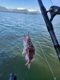 Sharpchin Rockfish thumbnail 1