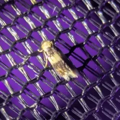 Stigmella nigriverticella thumbnail 4
