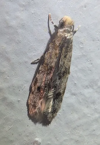 Homosetia marginimaculella