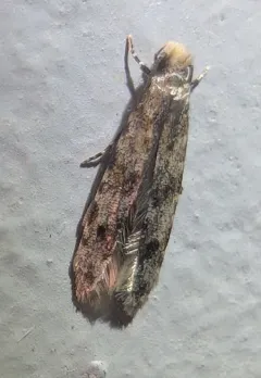 Homosetia marginimaculella thumbnail 1