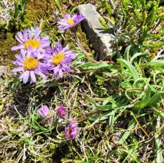 Tundra Aster thumbnail 4