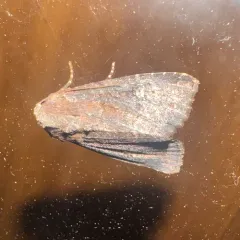 Doubtful Apamea Moth thumbnail 2