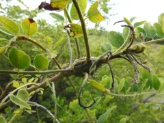 Walshia amorphella thumbnail 3