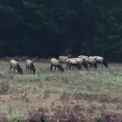 Wapiti thumbnail 2