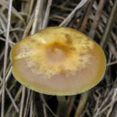 Flying Saucers thumbnail 1