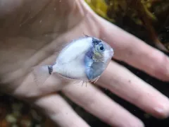 Doctorfish thumbnail 1
