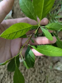Susquehana Sandcherry thumbnail 1