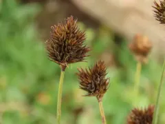 Carex stenoptila thumbnail 2
