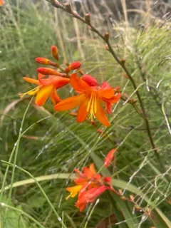 Zigzag Montbretia thumbnail 2