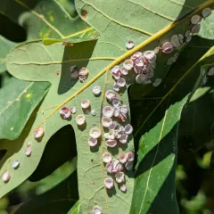 Phylloteras poculum thumbnail 1