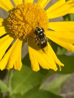 Hairy-horned Bromeliad Fly thumbnail 3