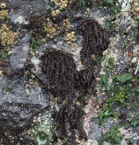 Black Pine Seaweed