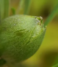 Rhopalomyia hirtipes thumbnail 3