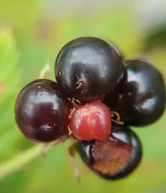Big Horseshoe Lake bristleberry thumbnail 2